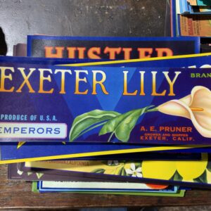 Exeter Lily vintage fruit crate label
